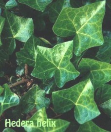 Hedera_helix.jpg (24876 bytes)