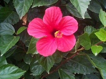 Hibiscus_rosa-sinensis.jpg (37207 bytes)