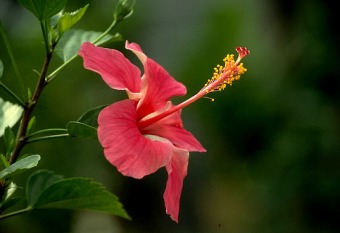 Hibiscus_rosa-sinensis2.jpg (30344 bytes)