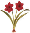 Hippeastrum_hortorum.jpg (3483 bytes)