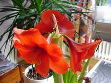 Hippeastrum_hortorum2.jpg (11658 bytes)