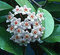 Hoya_carnosa3.jpg (9503 bytes)