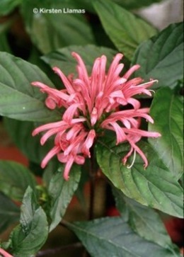 Justicia_(=Jacobinia)_carnea.jpg (167726 bytes)