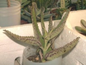 Kalanchoe_(=Bryophyllum)_daigremontiana.jpg (21615 bytes)