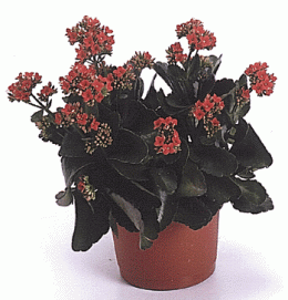 Kalanchoe_blossfeldiana.gif (58358 bytes)