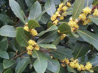 Laurus_nobilis.jpg (40152 bytes)