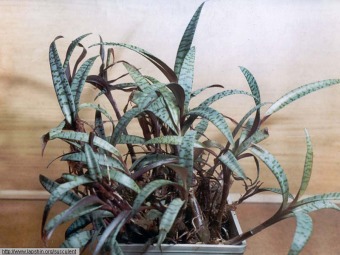 Ledebouria_socialis3.jpg (69848 bytes)