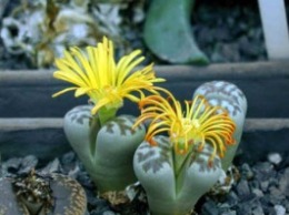 Lithops_sp.jpg (21073 bytes)