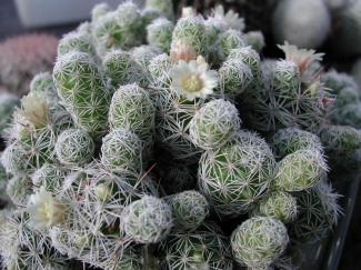 Mammillaria_gracilis4.jpg (97884 bytes)