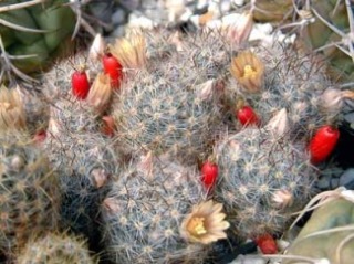 Mammillaria_prolifera.jpg (30099 bytes)