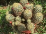 Mammillaria_prolifera2.jpg (6238 bytes)