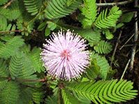 Mimosa_pudica.jpg (12008 bytes)