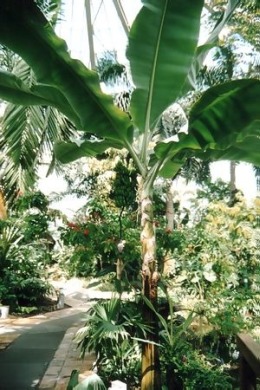 Musa_x_paradisiaca_ssp._seminifera.jpg (48434 bytes)