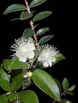 Myrtus_communis.jpg (42751 bytes)
