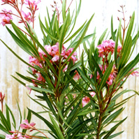 Nerium_oleander2.jpg (35566 bytes)