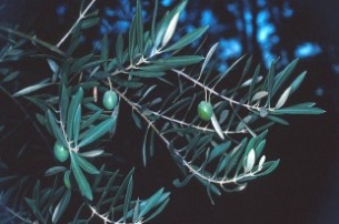 Olea_europaea.jpg (218951 bytes)