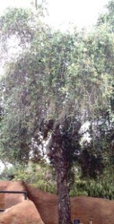 Olea_europaea2.jpg (28482 bytes)