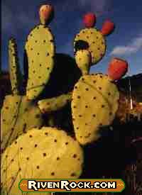 Opuntia_ficus-indica.jpg (9461 bytes)