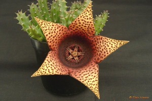 Orbea_(=Stapelia)_variegata.jpg (49817 bytes)