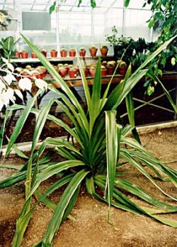 Pandanus_veitchii.jpg (53828 bytes)
