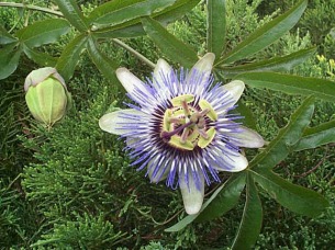 Passiflora_caerulea.jpg (53141 bytes)