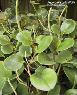 Peperomia_obtusifolia.jpg (31606 bytes)