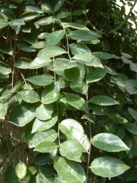 Pereskia aculeata.jpg (422737 bytes)