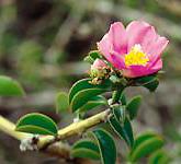 Pereskia_aculeata2.jpg (6219 bytes)