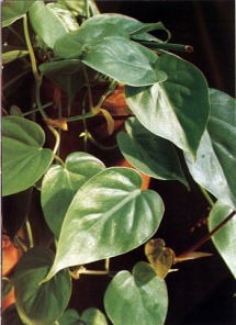 Philodendron_scandens.jpg (61856 bytes)