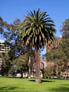 Phoenix_canariensis.jpg (159227 bytes)