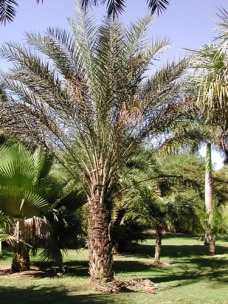 Phoenix_dactylifera.jpg (86774 bytes)