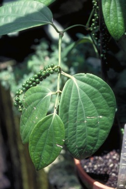 Piper_nigrum.jpg (112084 bytes)