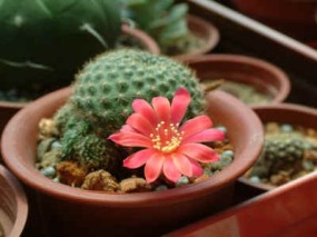 Rebutia minuscula.jpg (39841 bytes)