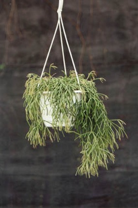 Rhipsalis_capilliformis.jpg (22628 bytes)