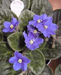 Saintpaulia_ionantha.jpg (14176 bytes)