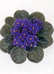 Saintpaulia_ionantha2.jpg (8556 bytes)