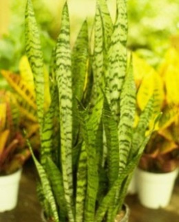 Sansevieria trifasciata.jpg (34968 bytes)