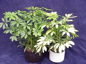 Schefflera_actinophylla2.jpg (40351 bytes)