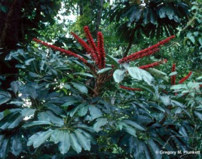 Schefflera_actinophylla3.jpg (128608 bytes)