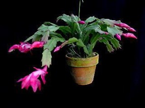 Schlumbergera_(=Zygocactus)_truncata3.jpg (13137 bytes)