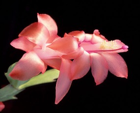 Schlumbergera_(=Zygocactus)_truncata4.jpg (58479 bytes)