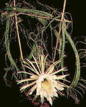 Selenicereus_grandiflorus.jpg (27567 bytes)