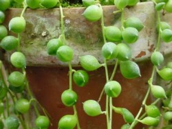 Senecio_rowleyanus.jpg (18539 bytes)