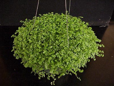 Soleirolia_soleirolii2.jpg (42631 bytes)