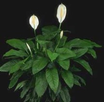 Spathiphyllum_wallisii.jpg (5698 bytes)
