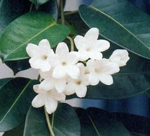 Stephanotis_floribunda.jpg (32672 bytes)
