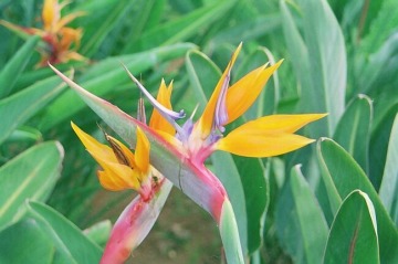 Strelitzia_reginae.jpg (46790 bytes)