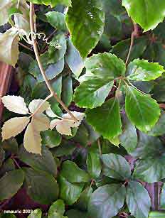 Tetrastigma_voinierianum2.jpg (11593 bytes)