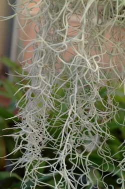 Tillandsia_usneoides.jpg (140795 bytes)