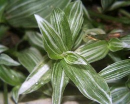 Tradescantia_albiflora.jpg (19825 bytes)